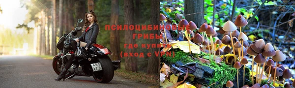 прущие грибы Аркадак